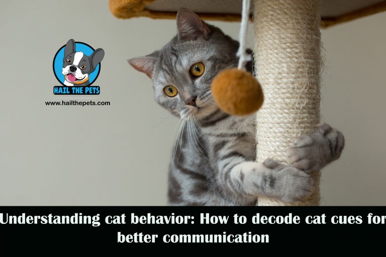 cat behavior