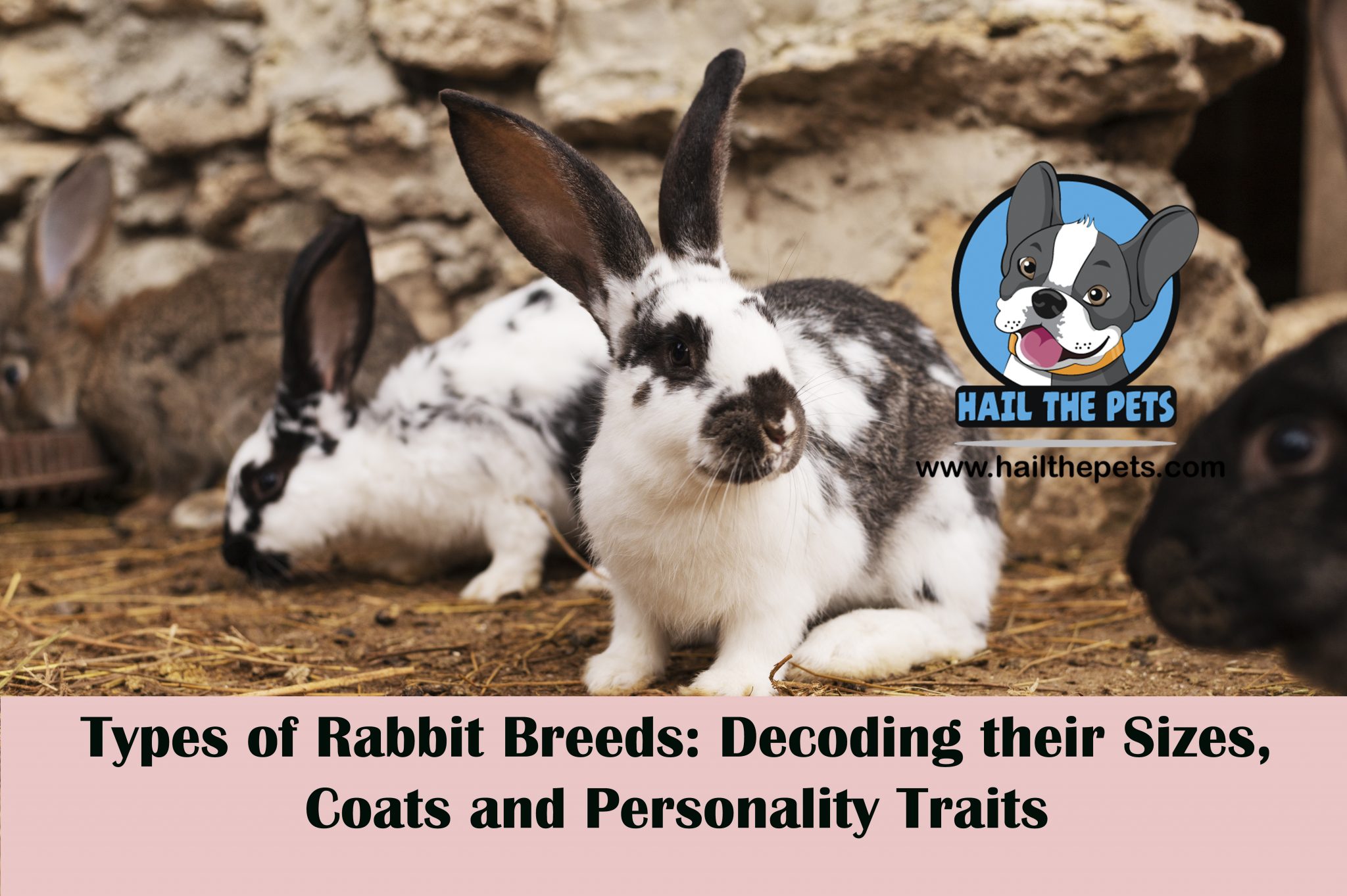 Types of Rabbit Breeds: Decoding their Sizes, Coats and Personality ...