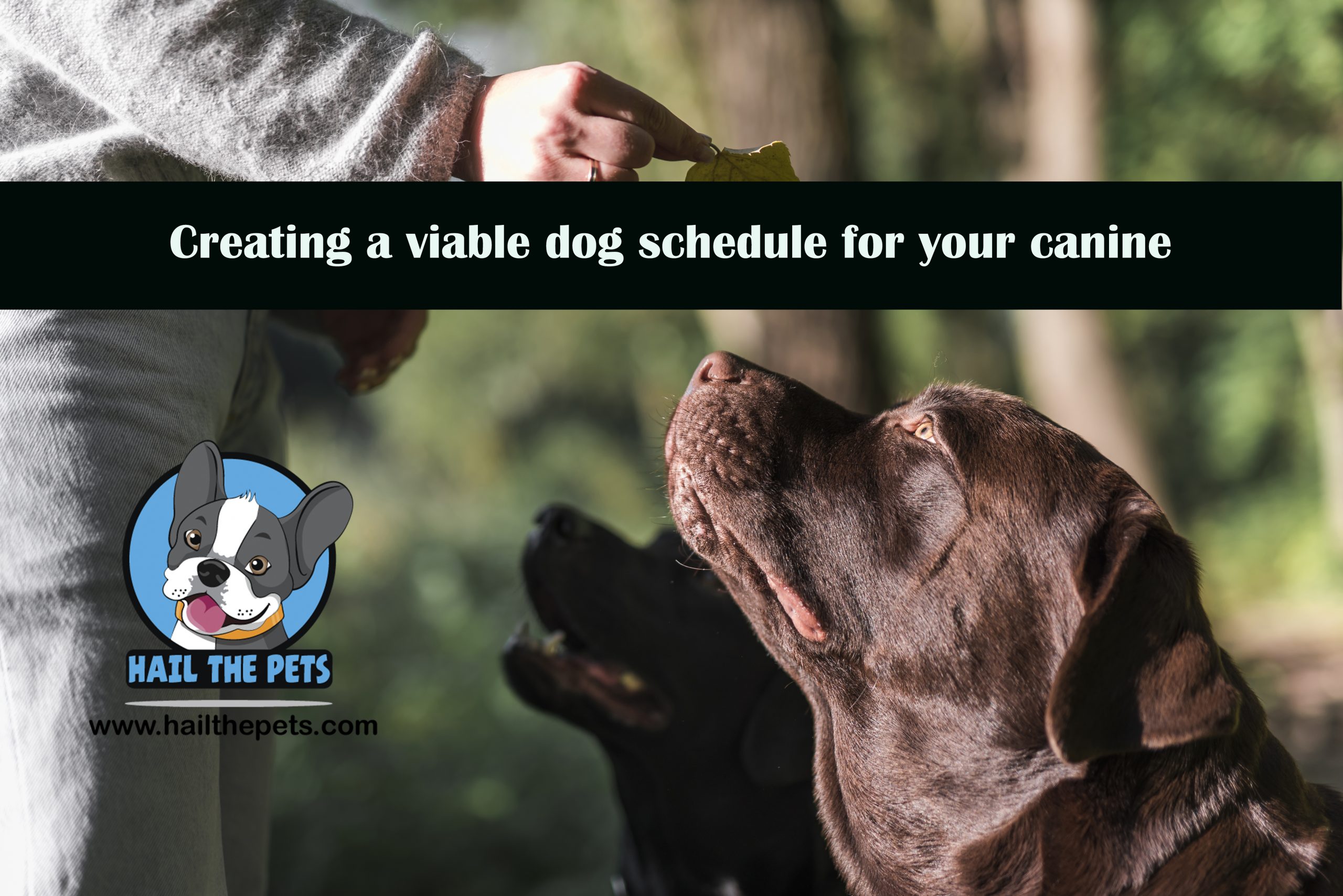 Creating a viable dog schedule for your canine: A guide for busy pet owners- January 2024