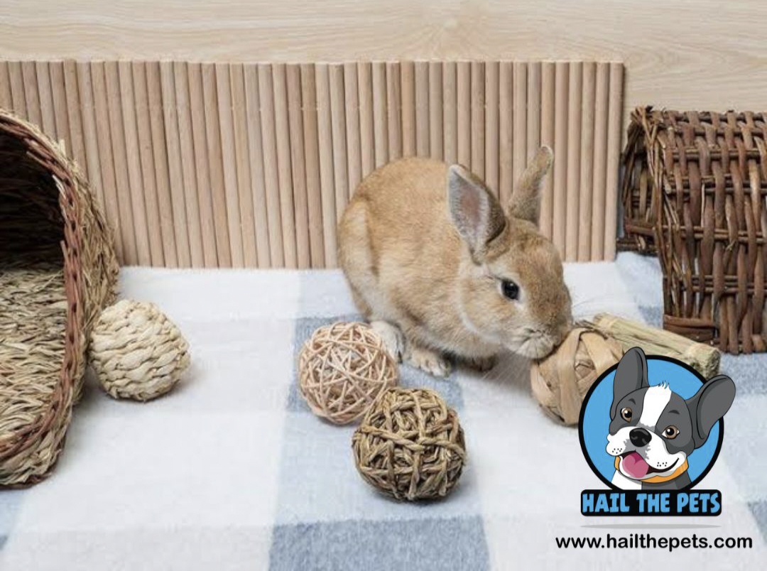 toys for rabbits

