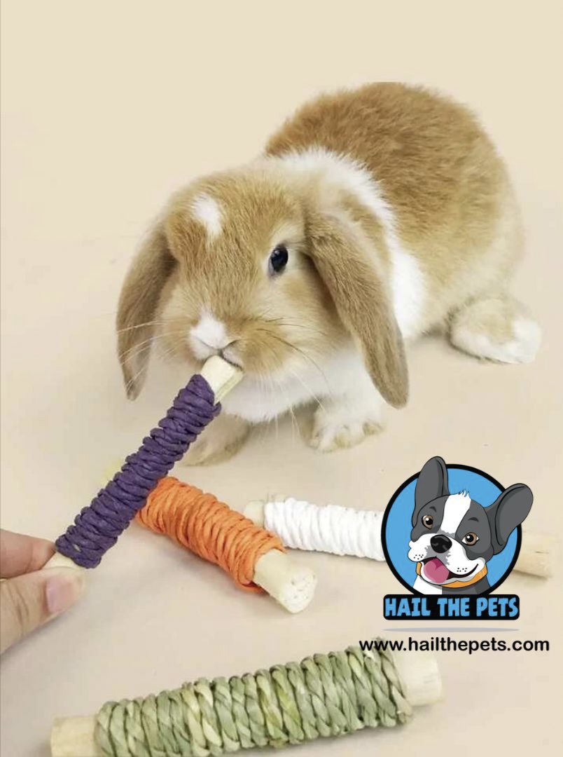 Rabbit exercise activities