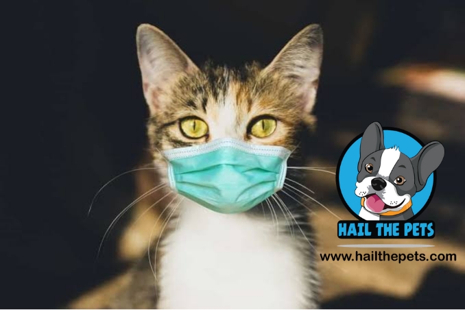 Feline upper respiratory tract infection