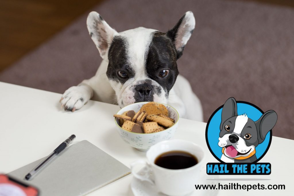 best food options for dogs