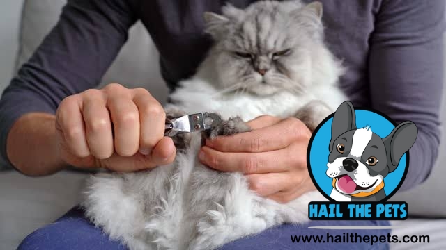 At home grooming of Persian Cats 