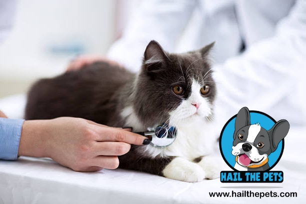 Persian Cats health guide