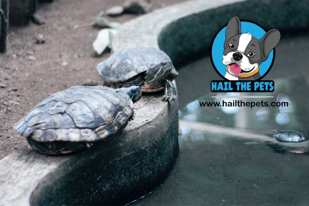 Basics of turtle care 