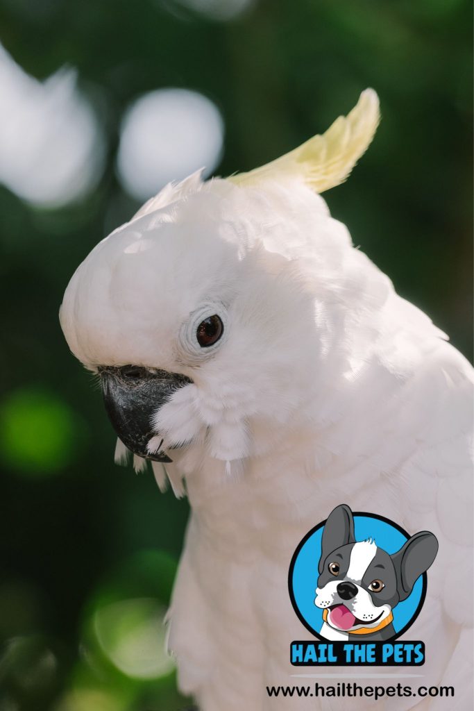 Cockatoo bird pet 