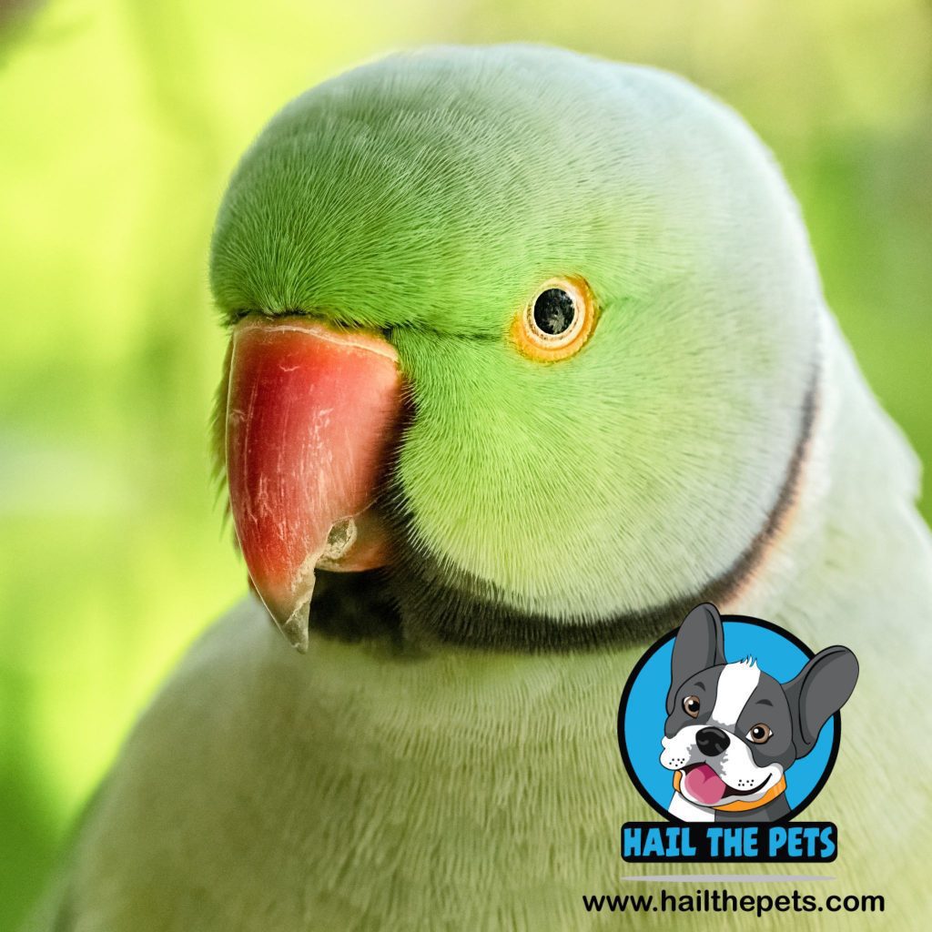 Parakeet bird pet