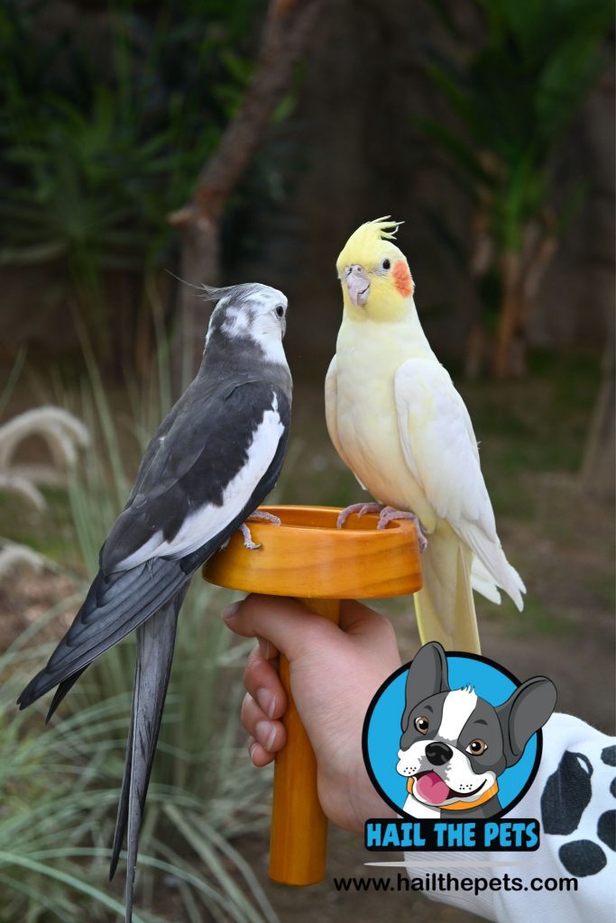 Cockatiel bird pet