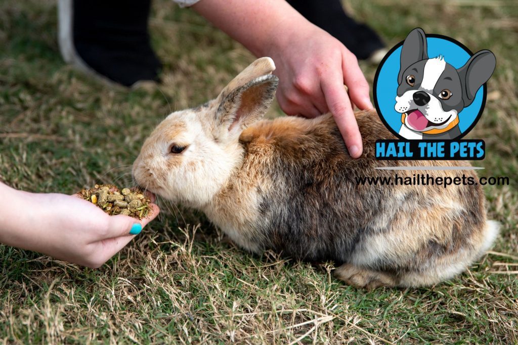 Important foods in rabbit diet