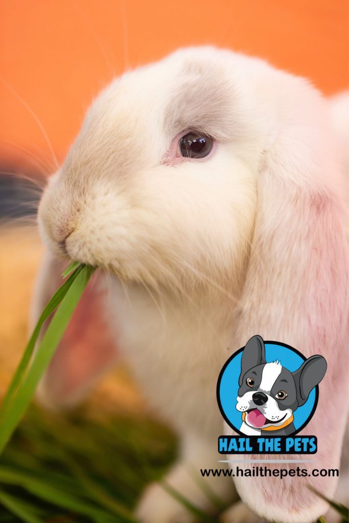 Rabbits favorite food 