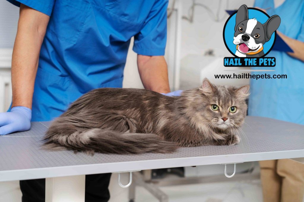 Common Diseases in Persian Cats 