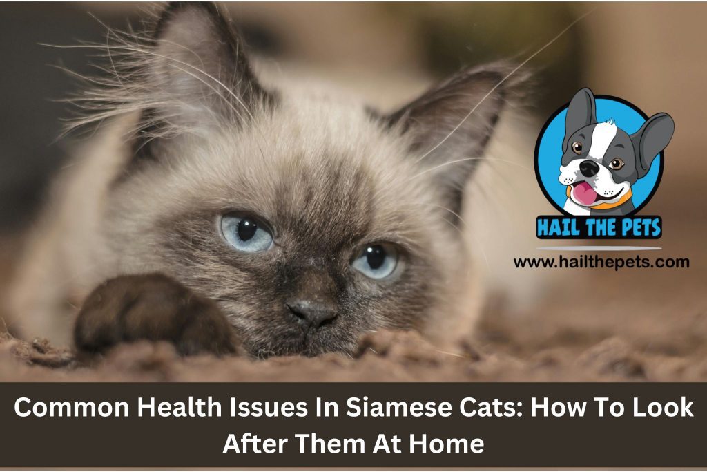 Common Health Issues In Siamese Cats: How To Look After Them At Home ...