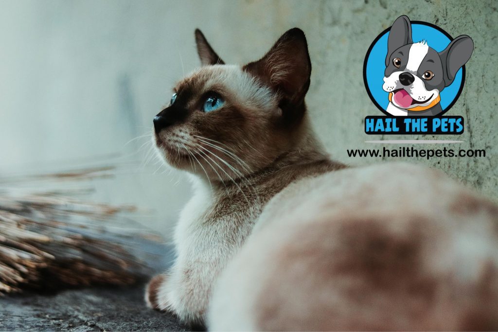 health issues in siamese cat