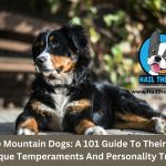 bernese mountain dog care