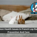 French lop rabbit care guide