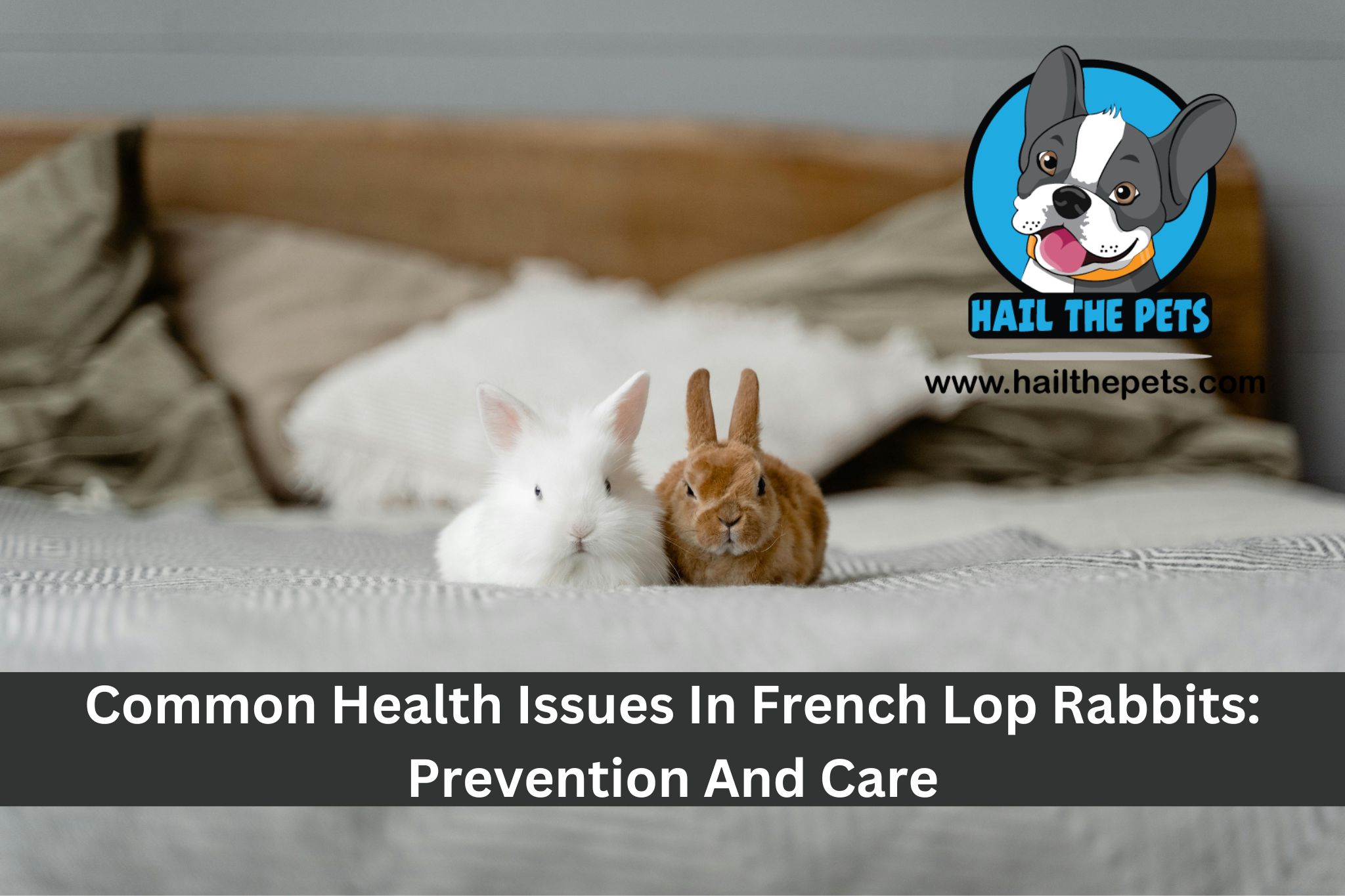 French lop rabbit care guide