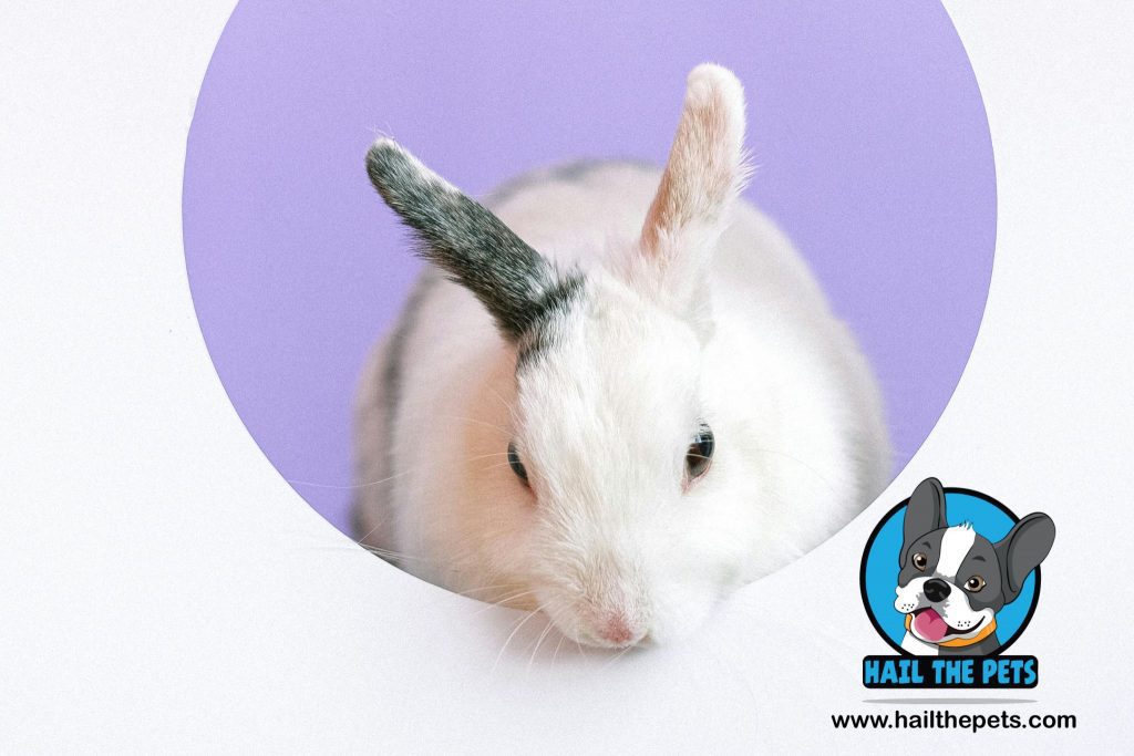 health issues in lop rabbits