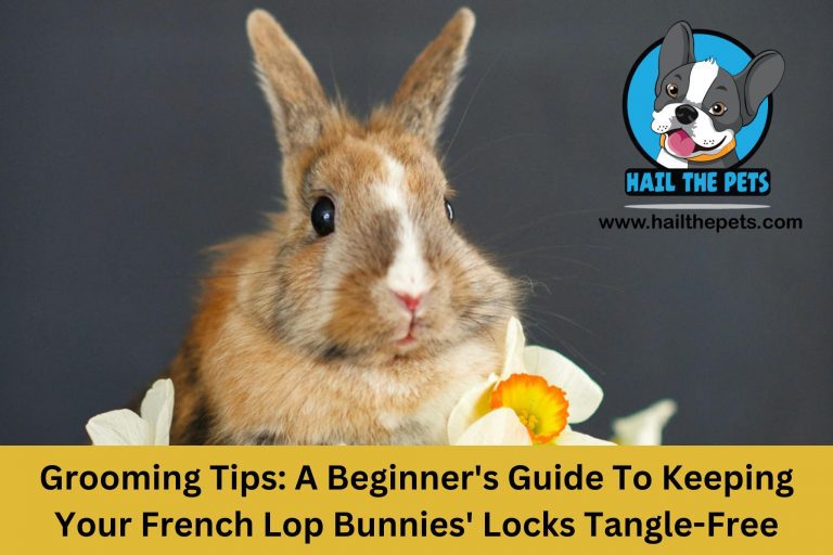 french lop bunny care guide
