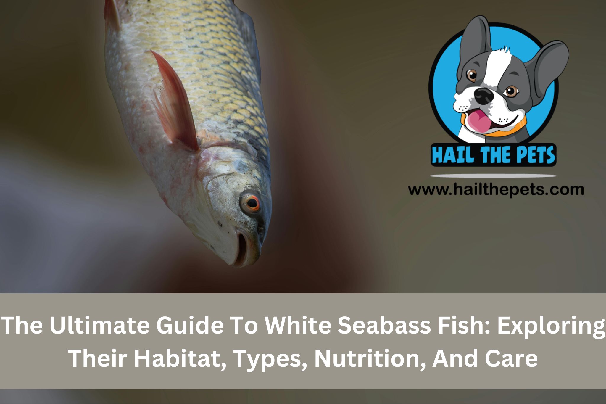 white seabass fish care guide