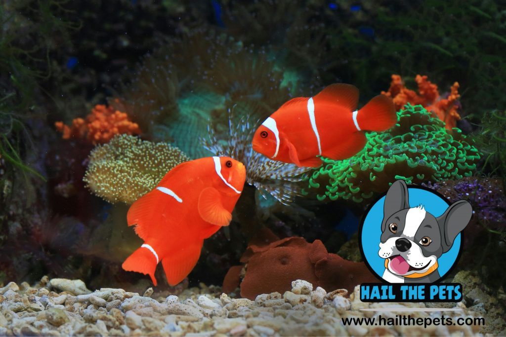 Clownfish color