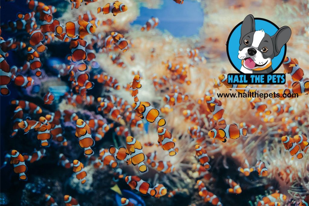 Clownfish diet