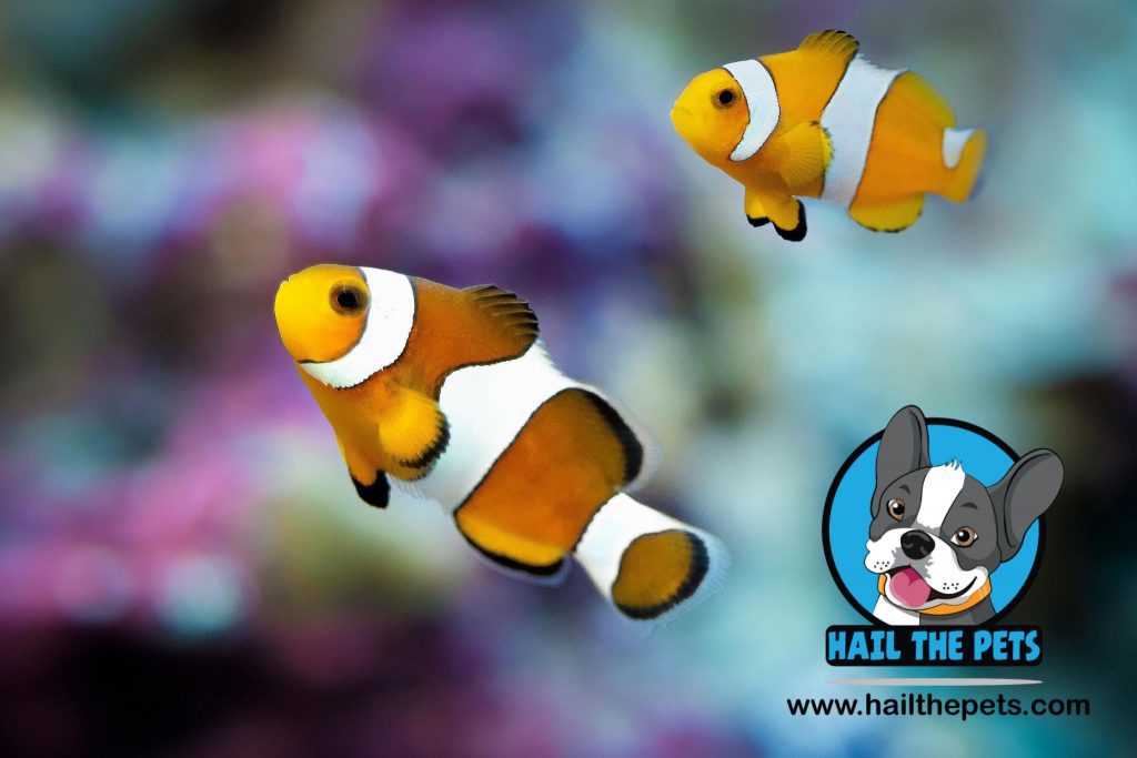 Clownfish care