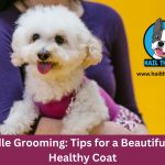 Poodle Grooming