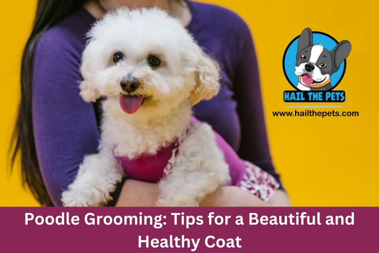 Poodle Grooming