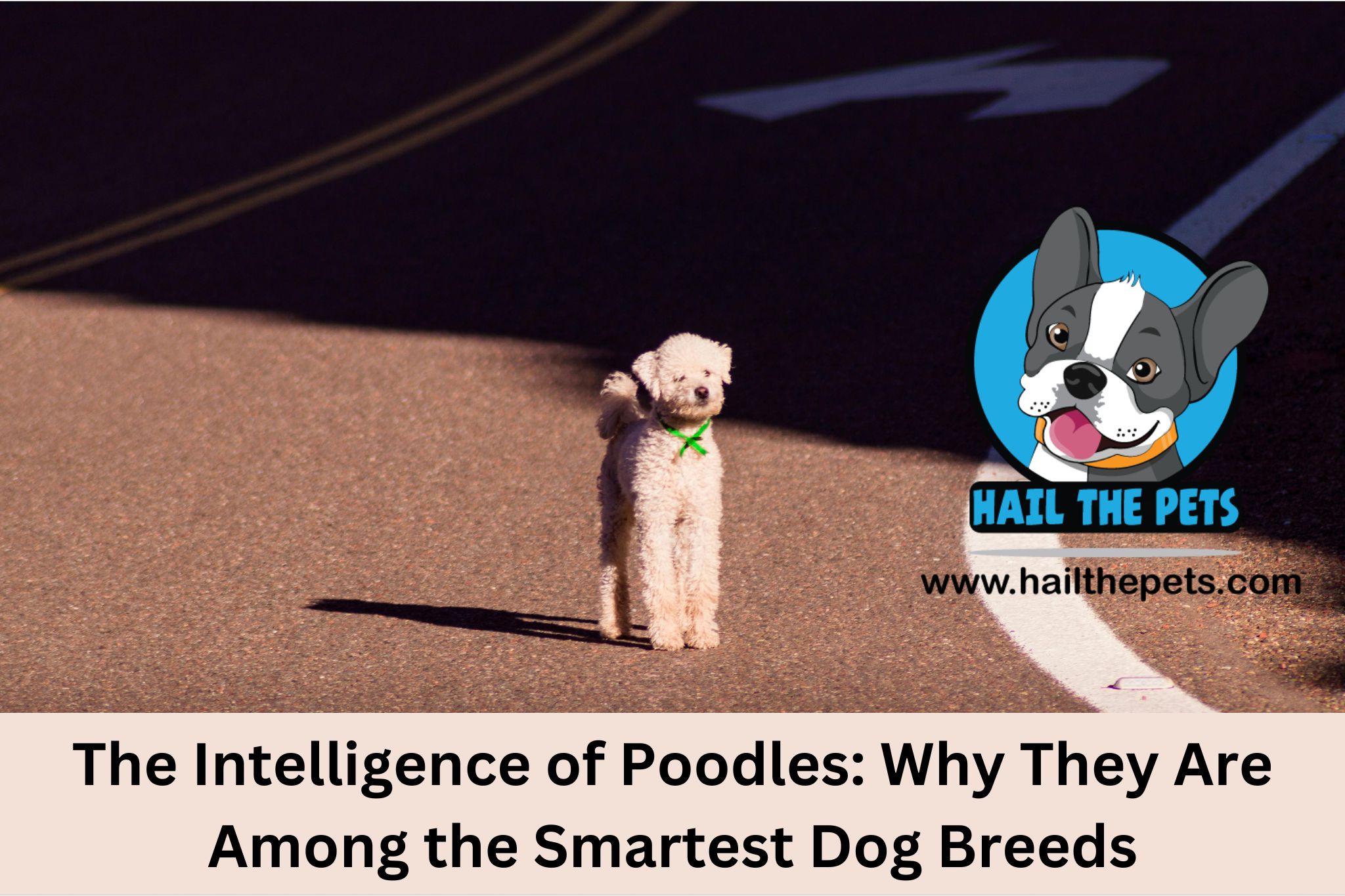 The Intelligence of Poodles: Why They Are Among the Smartest Dog Breeds