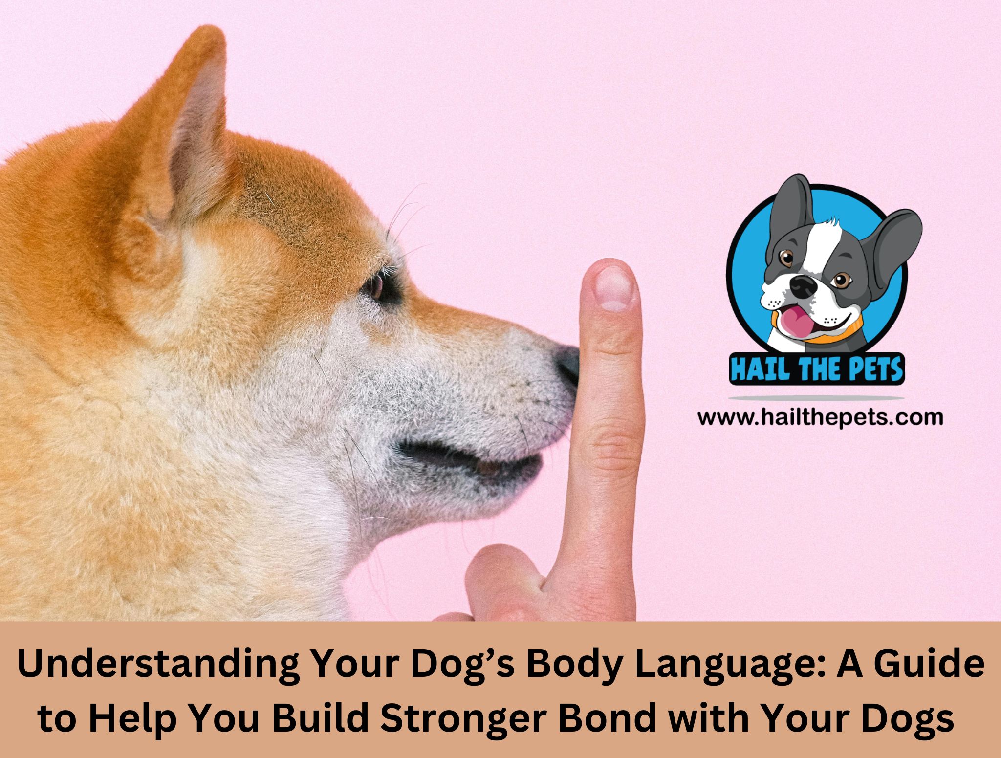 Dog’s Body Language: A Guide to Help You Build Stronger Bond with Your Dogs