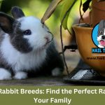 Rabbit breeds