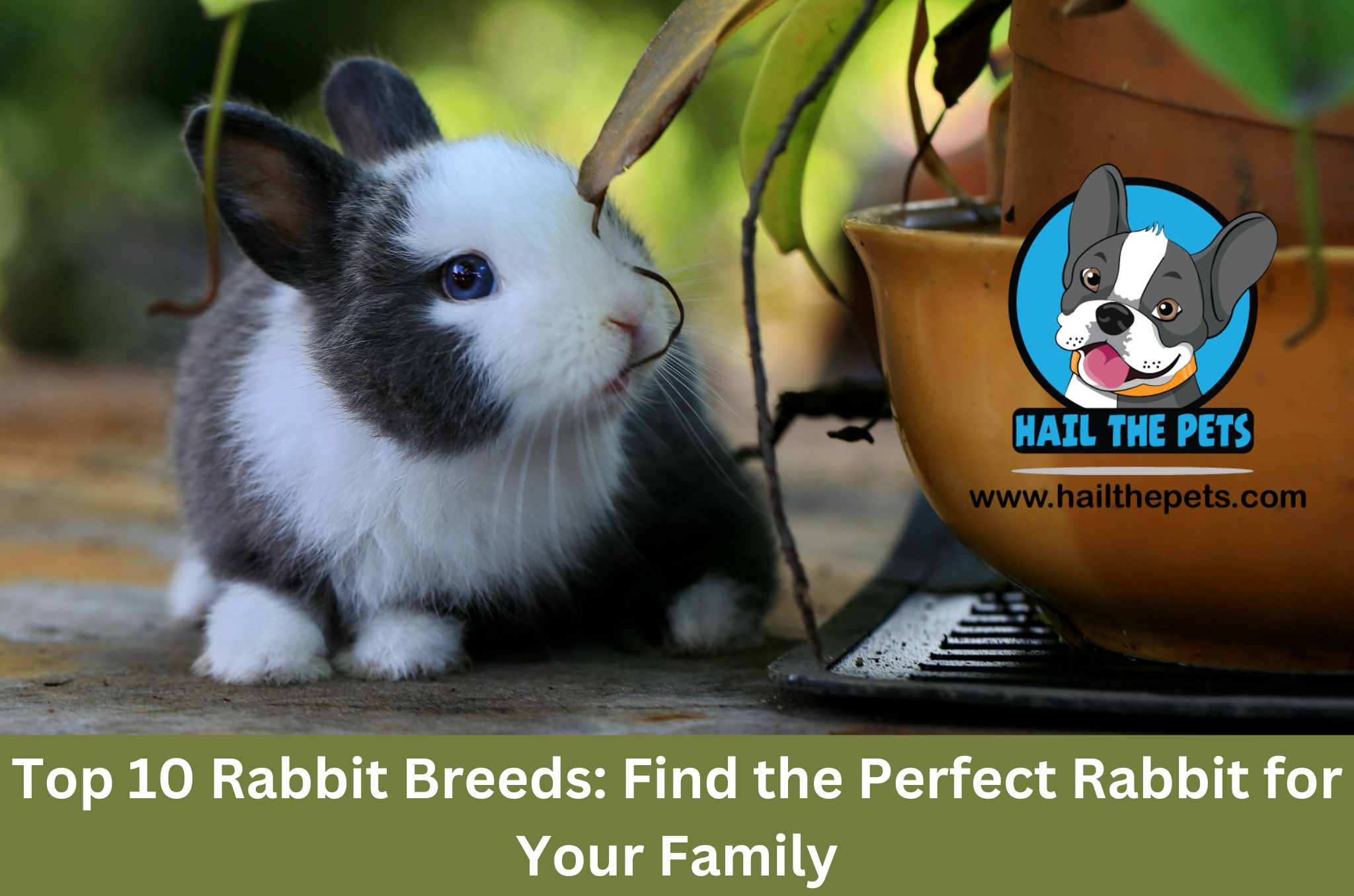 Rabbit breeds