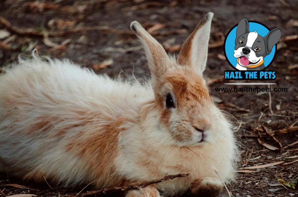 Mini Lop Rabbit