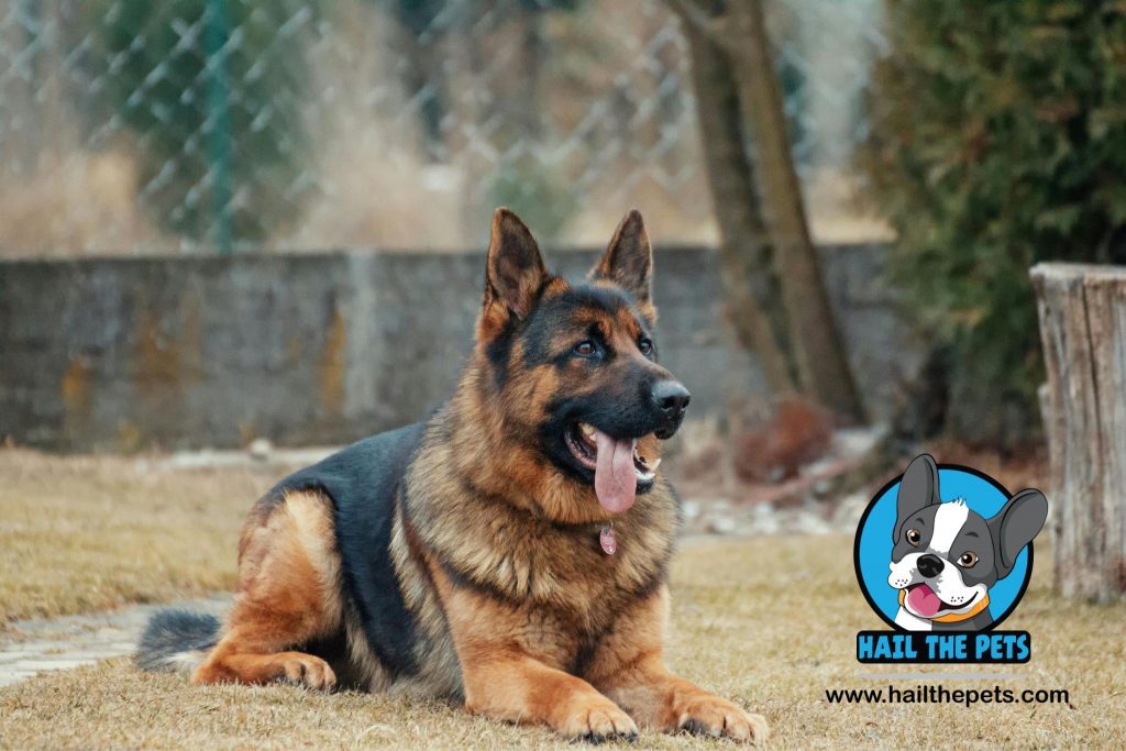 Understanding German Shepherd