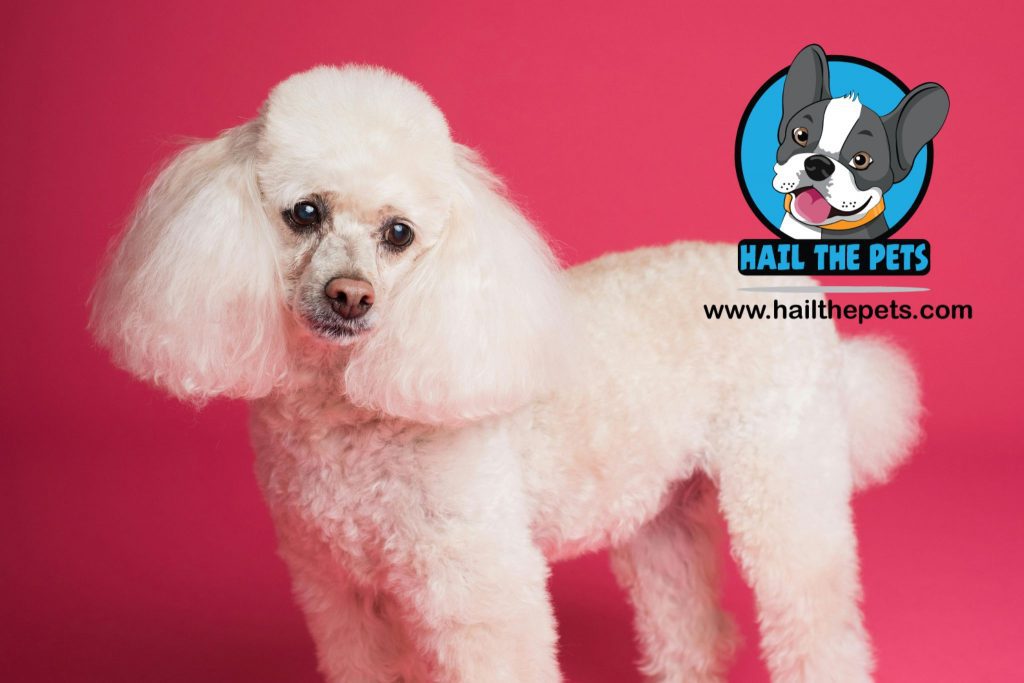 poodle breed 