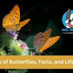 Types of Butterflies