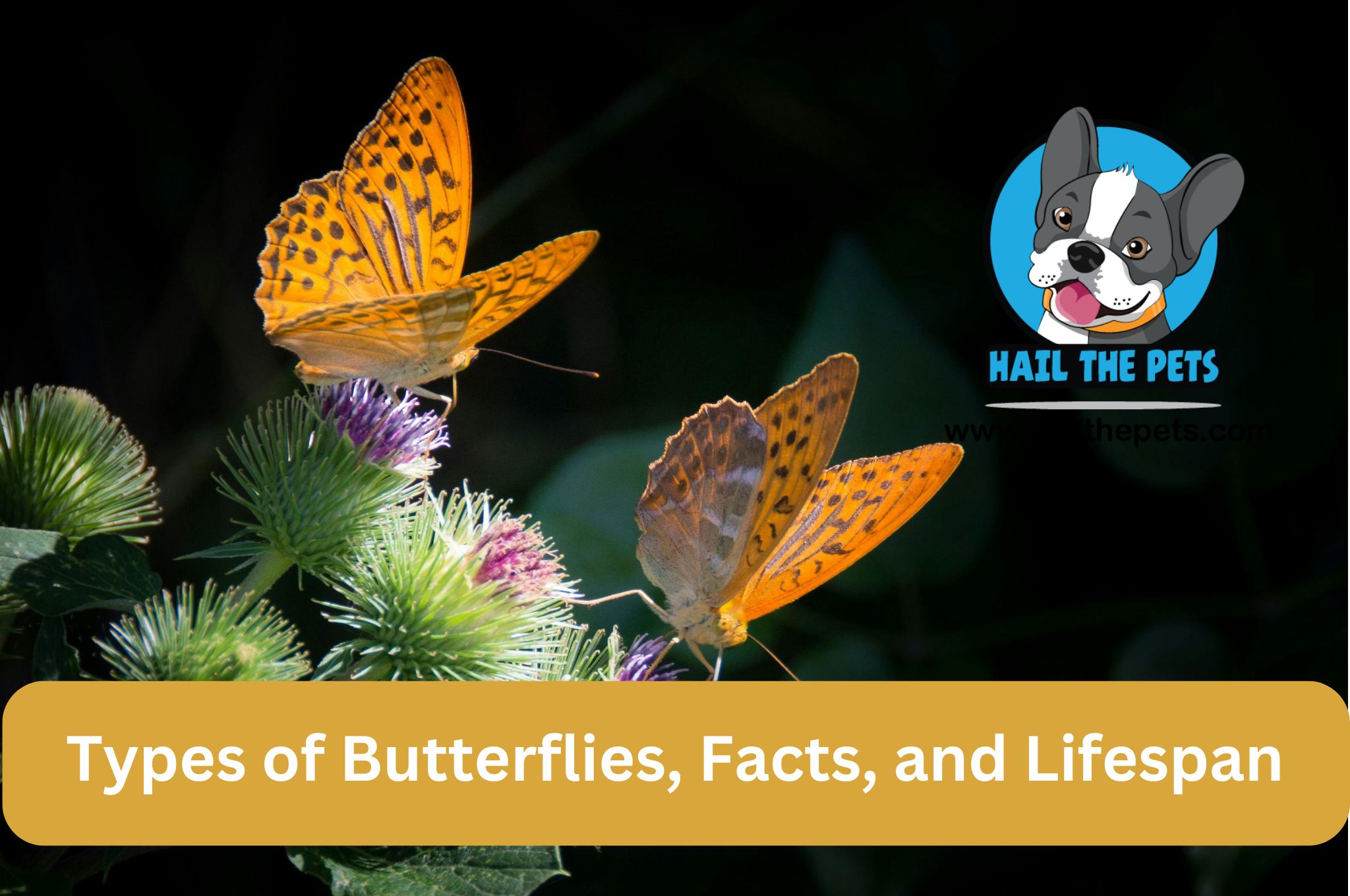 Types of Butterflies