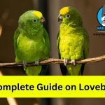 A Complete Guide on Lovebirds