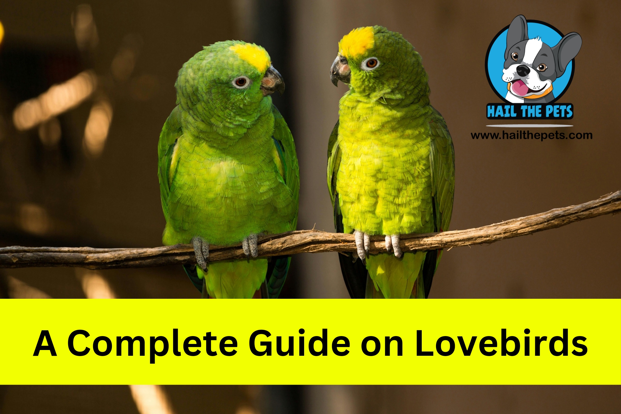 A Complete Guide on Lovebirds