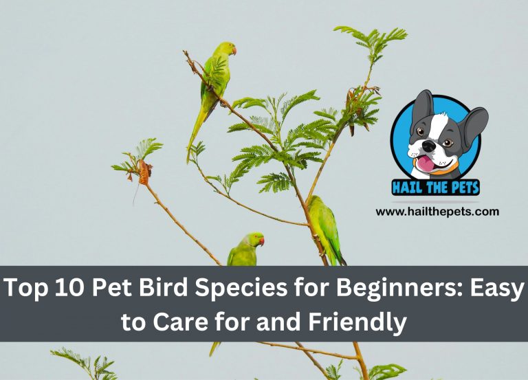 Top 10 Pet Bird Species