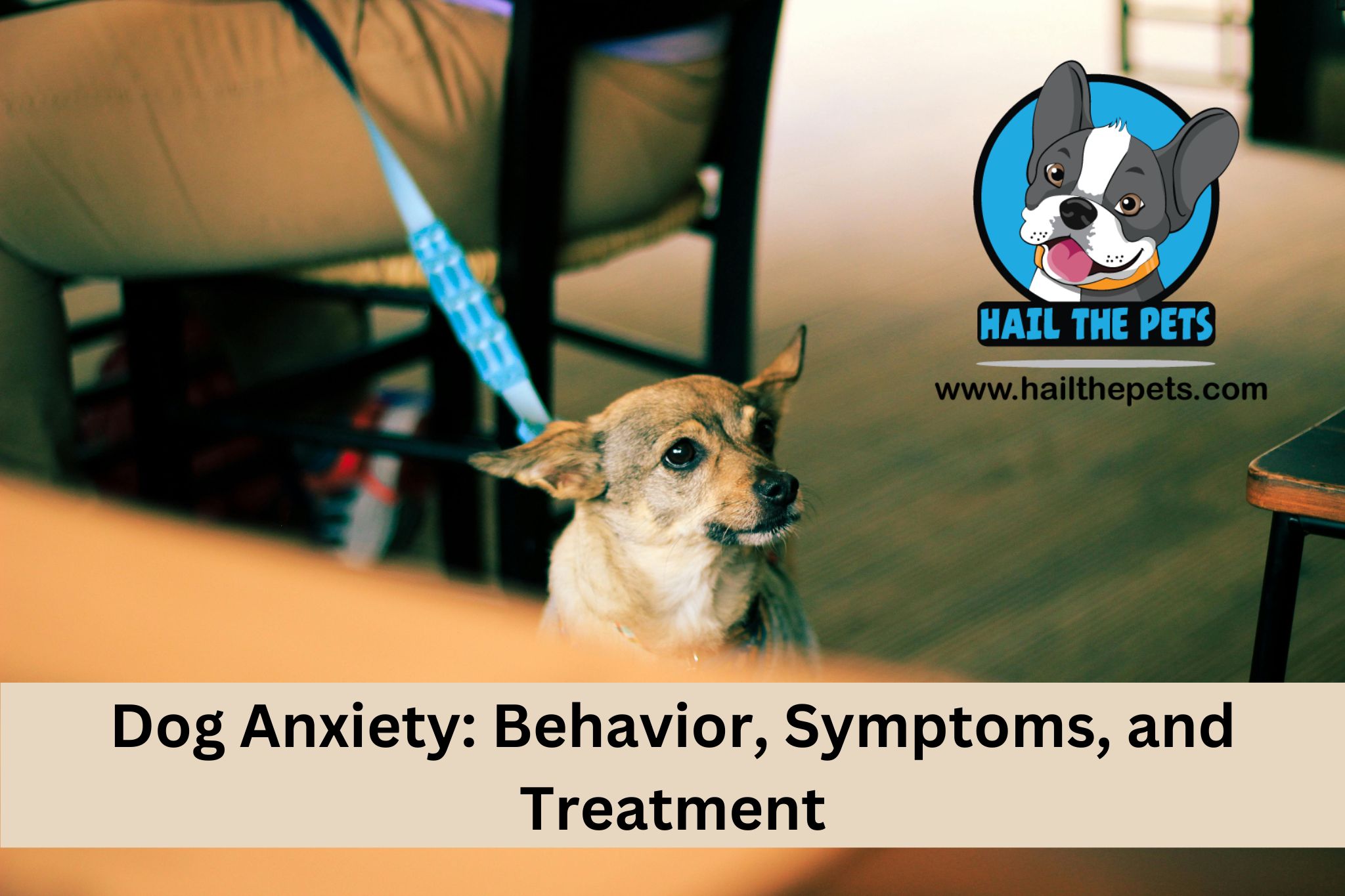 Dog Anxiety: Behavior, Symptoms, and Treatment