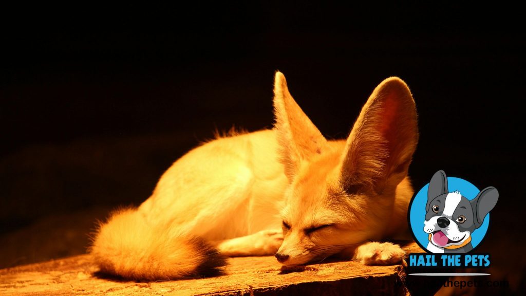 Fennec Fox pet