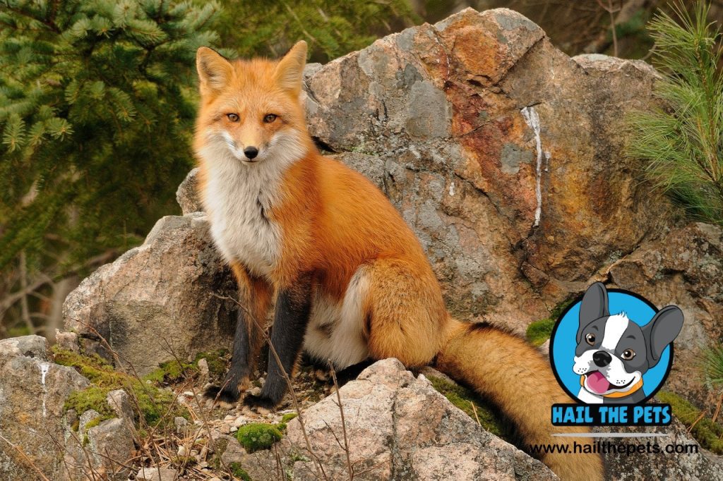 Russian fox