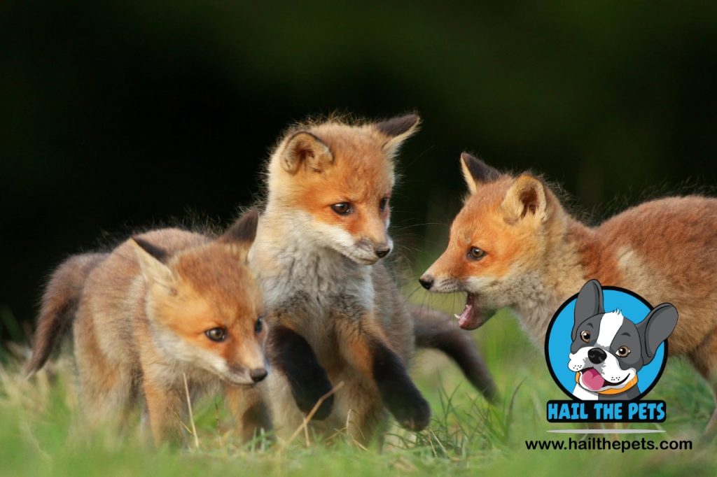 Pet red fox