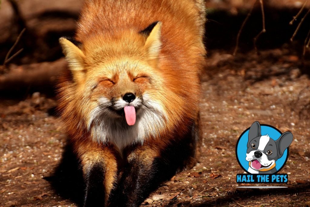 Russian red fox 