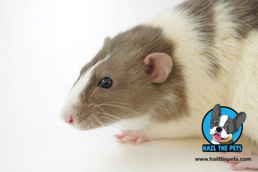 pet rats