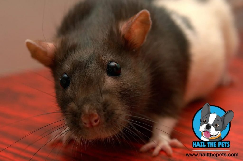 fancy rat
