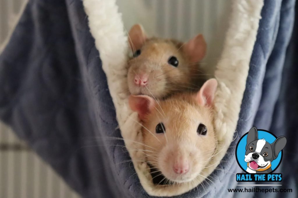 pet rat