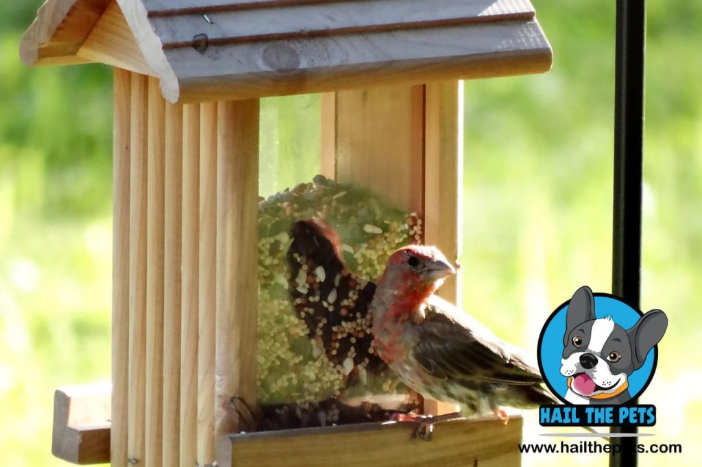 seed feeding